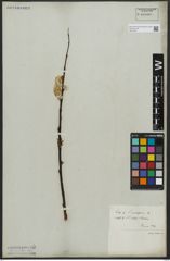 Foto von Salix acutifolia Willd.